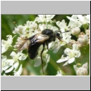 Abia fasciata - Keulhornblattwespe 02b.jpg